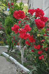 Fototapeta na wymiar A bush of roses grows next to the house.