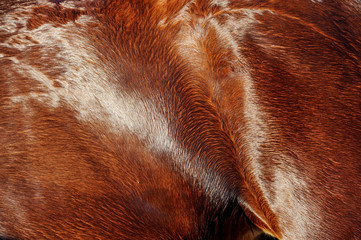 Horse body art 