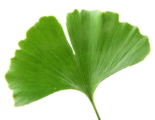 Ginkgo Biloba Leaf Isolated On White Background.