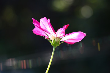 Kosmeya flower. Side view./Kosmeya flower, easy and graceful with petals of pink color, against a dark background.