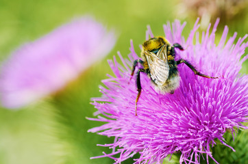A bumblebee collects nectar from a flower.
