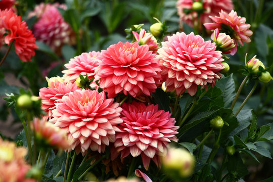 Fototapeta Pink dahlias./In a flower bed a considerable quantity of flowers dahlias with petals in various tones of pink color.