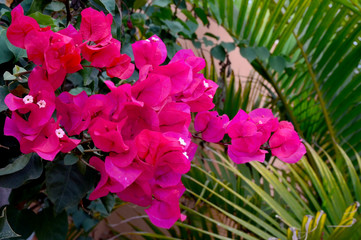 Blooming bougainvillea with beautiful pink flowers in tropical garden of Tenerife,Canary Islands,Spain.Ornamental plants concept. Selective focus.
