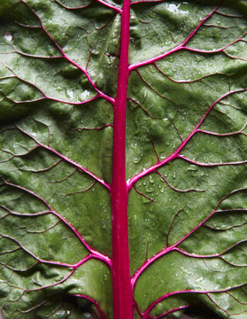 Swiss Chard Leaf