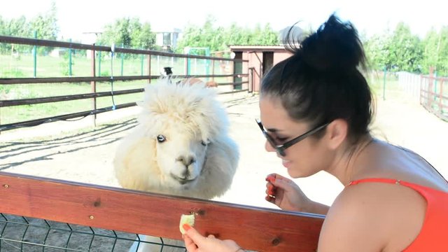 Girl gives alpaca grass to eat