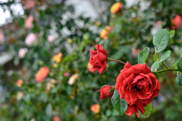 beautiful rose in the garden