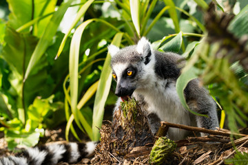 Lemure che mangia con occhi luminosi