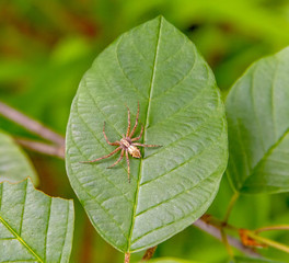 running crab spider on green leaf