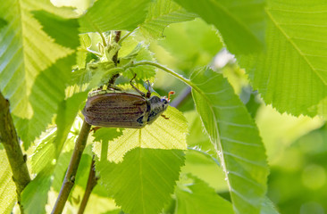 may beetle sitting under a twig
