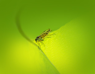 snipe fly in green back