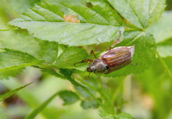 may beetle sitting on a twig