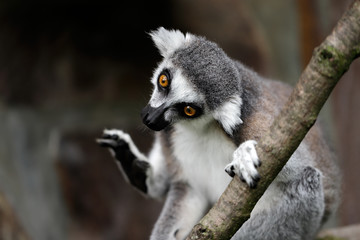 Portrati of ring-tailed lemur (catta) on the tree branch © veroja