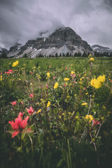Flowers and mountain