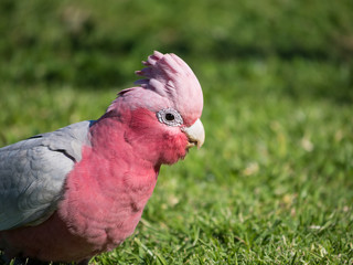 Galah rose-breasted cockatoo, galah cockatoo, pink and grey cockatoo or roseate cockatoo © Christina