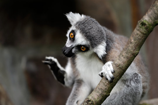 Portrati of ring-tailed lemur (catta) on the tree branch