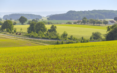 agricultural scenery at spring time