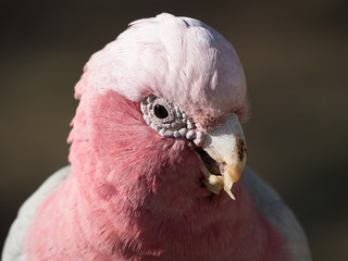 Galah rose-breasted cockatoo, galah cockatoo, pink and grey cockatoo or roseate cockatoo