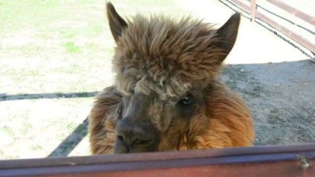The girl gives alpaca grass to eat