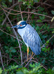 Night Heron perched on branch