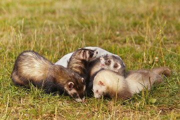 Fototapeta na wymiar Group of ferrets on summer meadow enjoying their game
