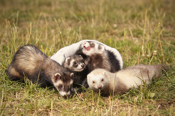 Fototapeta na wymiar Group of ferrets on summer meadow enjoying their game