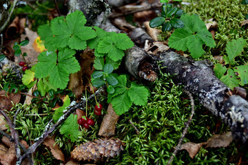 Alaska Forest Floor