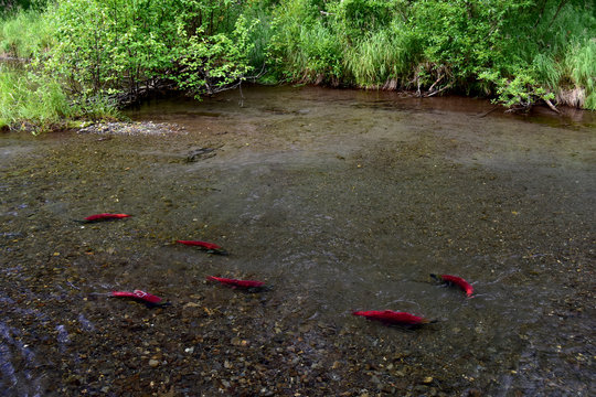 Swimming Sockeye (red) Salmon