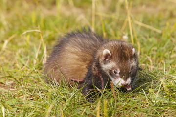 Dark sable ferret on summer meadow enjoying their game