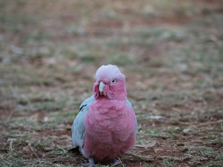 Galah rose-breasted cockatoo, galah cockatoo, pink and grey cockatoo or roseate cockatoo