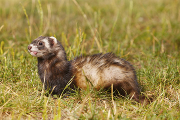 Dark sable ferret on summer meadow enjoying their game