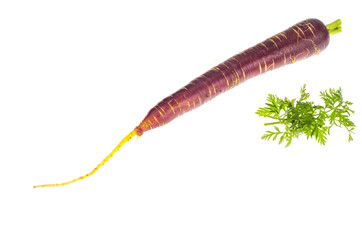Purple carrot on white background