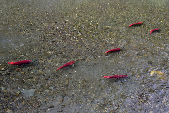 Swimming Sockeye (red) Salmon