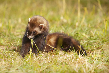 Dark sable ferret on summer meadow enjoying their game