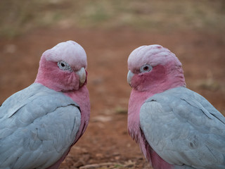 Fototapeta premium Galah rose-breasted cockatoo, galah cockatoo, pink and grey cockatoo or roseate cockatoo