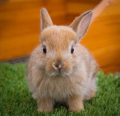 Obraz premium A portrait of a little light brown rabbit on the fake green grass indoors
