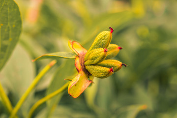 Paeonia officinalis, Braslaw region, Belarus