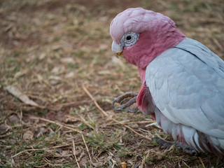 Galah rose-breasted cockatoo, galah cockatoo, pink and grey cockatoo or roseate cockatoo