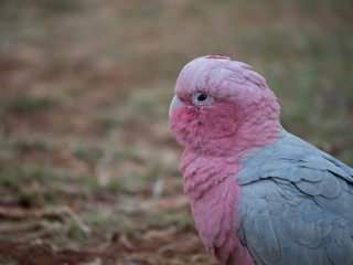 Galah rose-breasted cockatoo, galah cockatoo, pink and grey cockatoo or roseate cockatoo