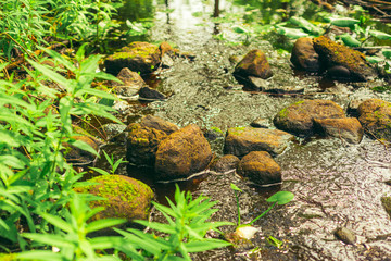 forest river, Braslaw, Belarus