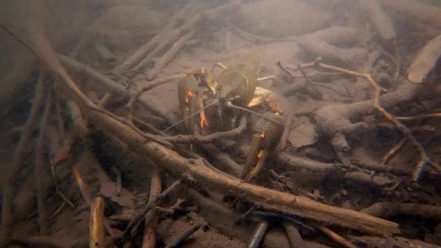 European crayfish (Astacus astacus) underwater