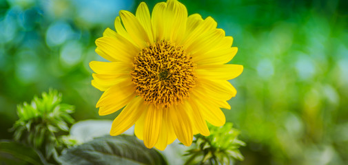 Sonnenblume vor Grün, mit Textraum