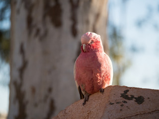 Galah rose-breasted cockatoo, galah cockatoo, pink and grey cockatoo or roseate cockatoo