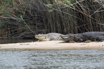 crocodile in africa at the river