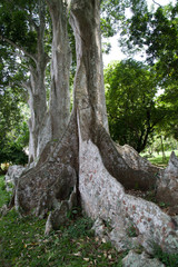 roots of Dipteryx Odorata also known as: Cumaru, tonka, Brazilian teak, gaiac de Cayenne, almendrillo, ebo, shihuahuaco amarillo, charapilla, sarrapia - 219465452