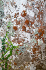 Fototapeta premium colorful bark of Dipteryx Odorata also known as: Cumaru, tonka, Brazilian teak, gaiac de Cayenne, almendrillo, ebo, shihuahuaco amarillo, charapilla, sarrapia