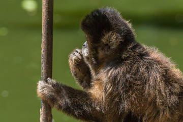 Macaco Prego / Tufted Capuchin (Sapajus apella)
