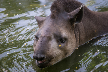 Anta Brasileira / South America Tapir (Tapirus terrestris)