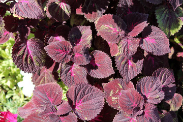 Coleus blumei or Painted nettle. Cultivar with dark purple leaves