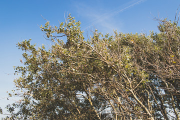 Baum bei starkem Wind