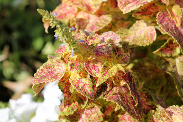 Flowering Coleus blumei or Painted nettle. Cultivar with pale yellow-pink leaves